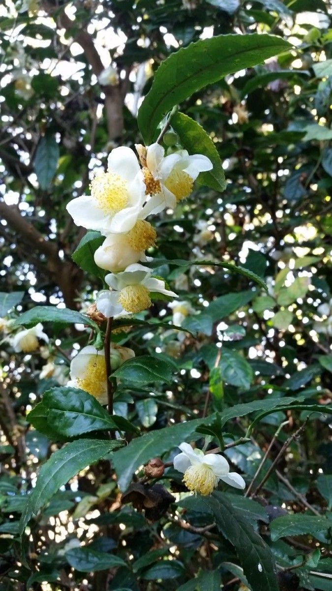 ■お茶の木　6本　抜き苗　日本茶　チャノキ　白花 6株　生垣　垣根　生け垣 小苗 苗 苗木