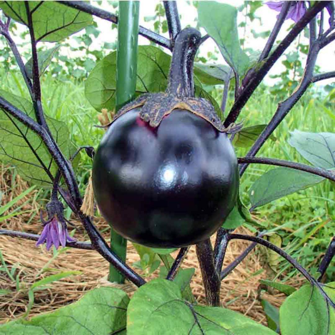 【自農丸ナス】国内産 なすの種 在来種 野菜のタネ 自然農法 家庭菜園 茄子_画像2