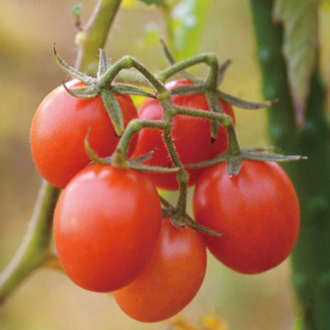 【ブラジルミニ】国内産 在来種 野菜のタネ 自然農法 家庭菜園 ミニトマト_画像2