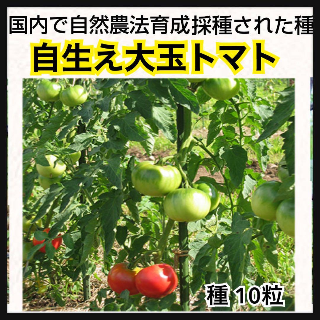 【自生え大玉】国内産 野菜のタネ 自然農法栽培種 家庭菜園 トマト 大玉トマト_画像1