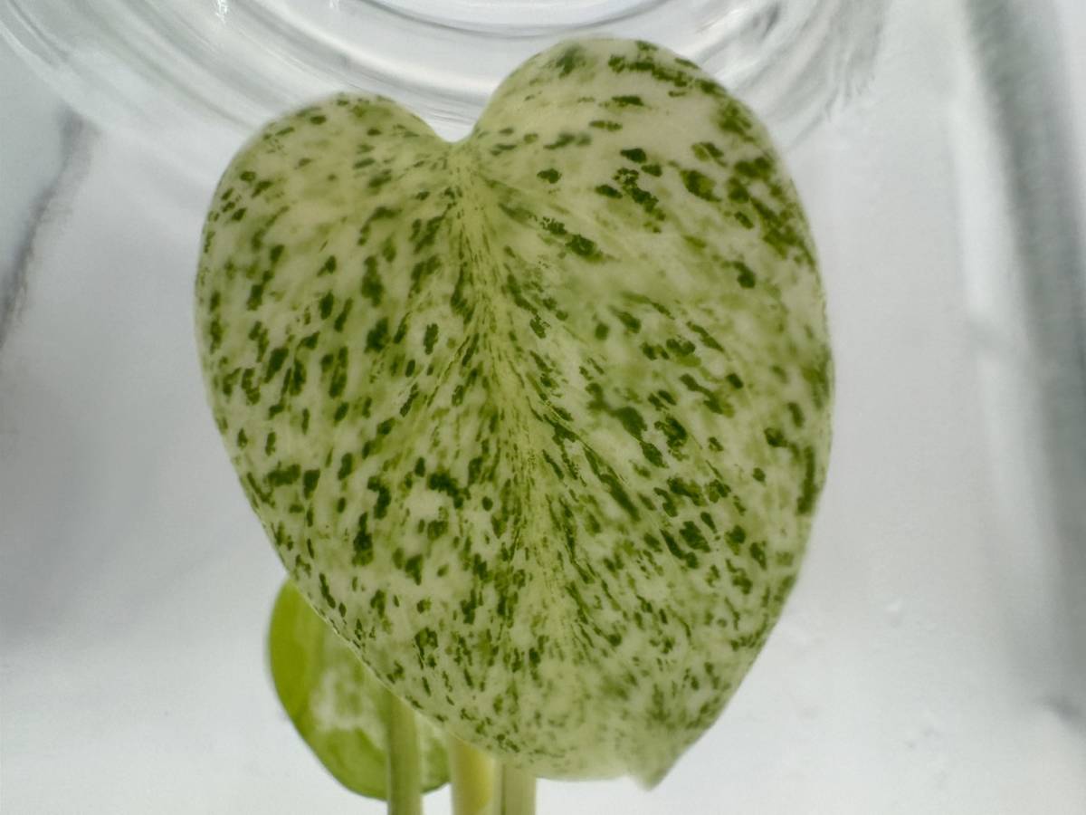 希少プレミア　モンステラ　デリシオーサ　グリーンスノー　tissue culture monstera deliciosa Green Snow Variegata　らぼ平安_画像1