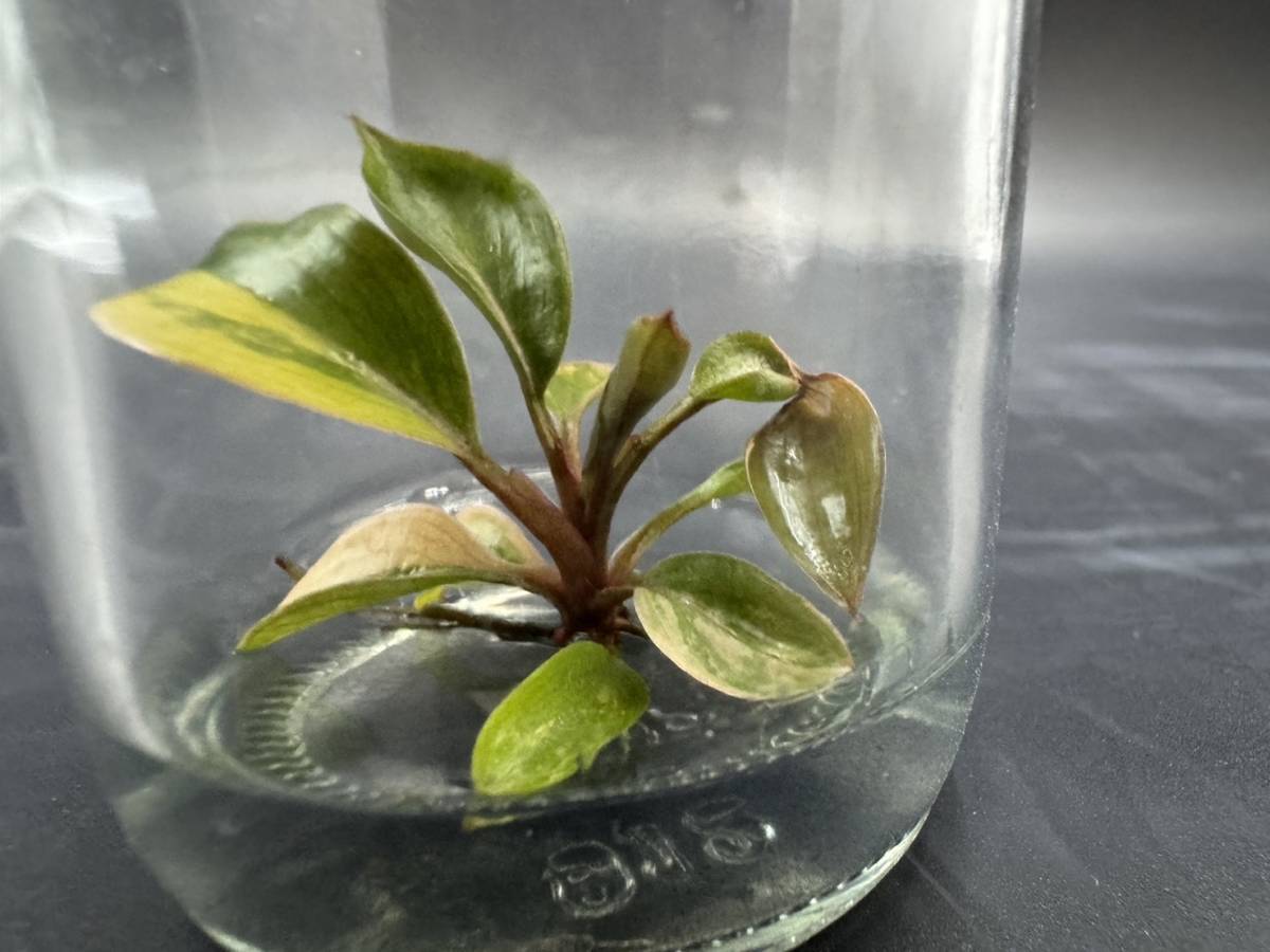 SSSグレード　プレミアム培養　フィロデンドロン　レッドコンゴ　斑入り　バリエガータ　tissue culture red congo .var らぼ平安_画像2