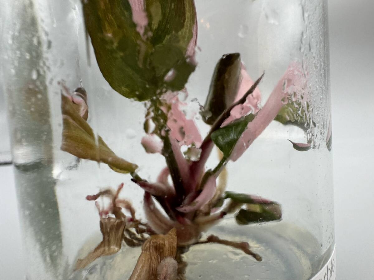 プレミアム培養　フィロデンドロン ピンクプリンセスマーブル　tissue culture Philodendron Pink princess marble 【らぼ平安】_画像5