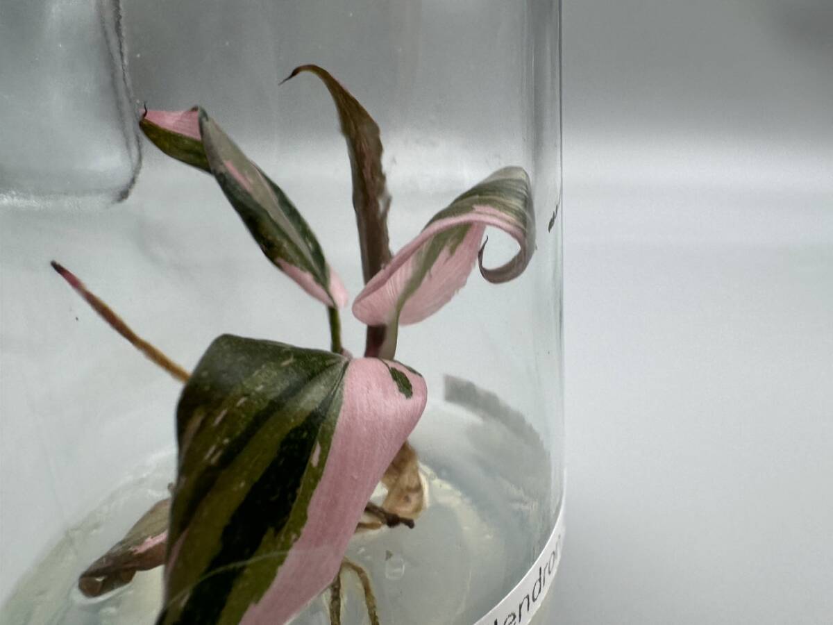 プレミアム培養　フィロデンドロン ピンクプリンセスマーブル　tissue culture Philodendron Pink princess marble 【らぼ平安】_画像2