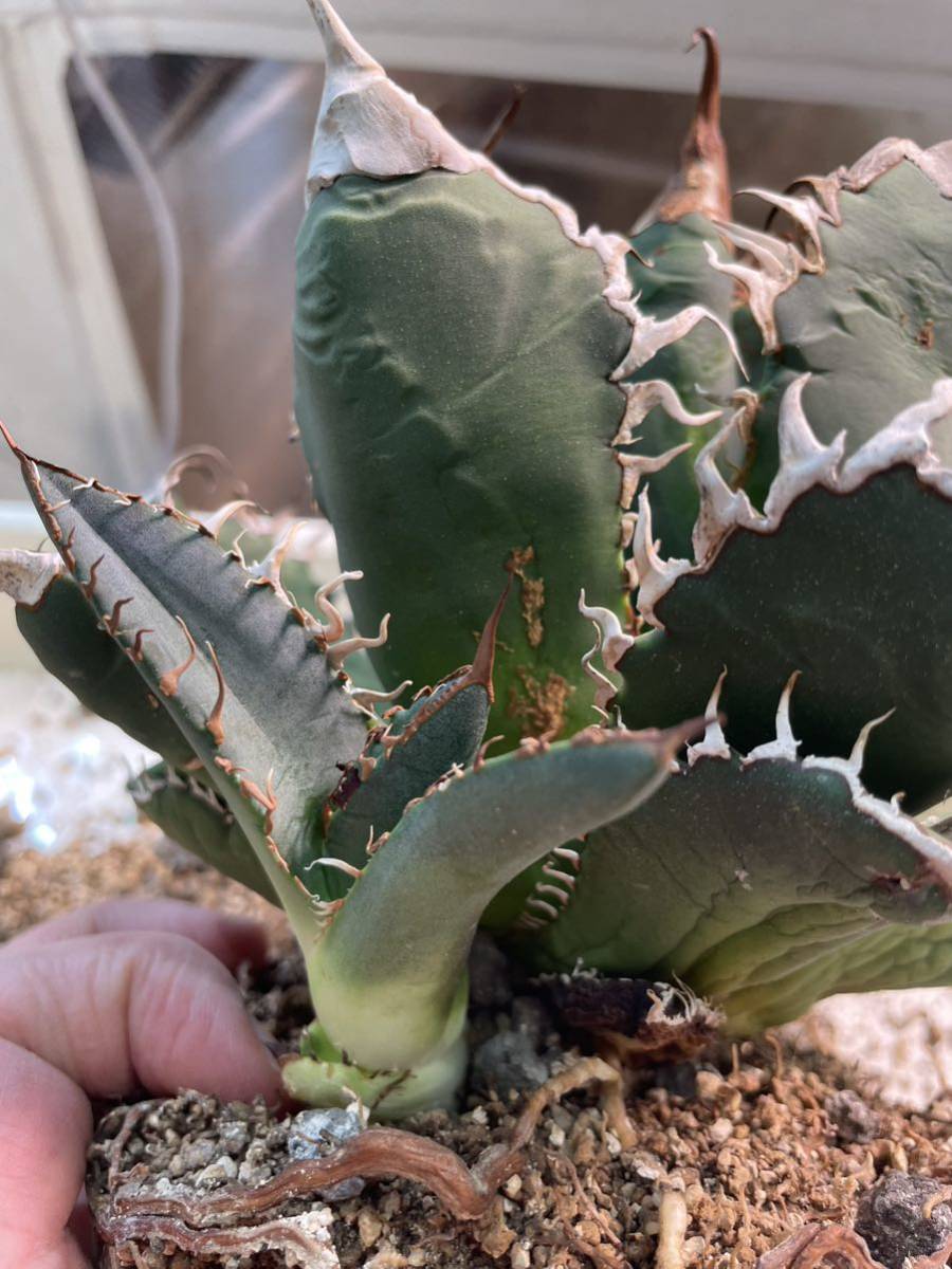 スーパーチタノタ アガベ カクタスグリーン 初子株 agave super titanota cactus greenの画像4