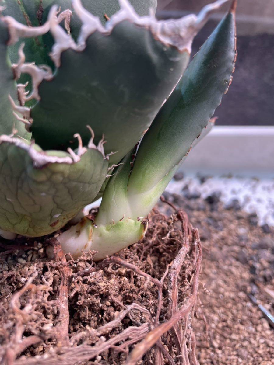 スーパーチタノタ アガベ カクタスグリーン 初子株 agave super titanota cactus greenの画像3