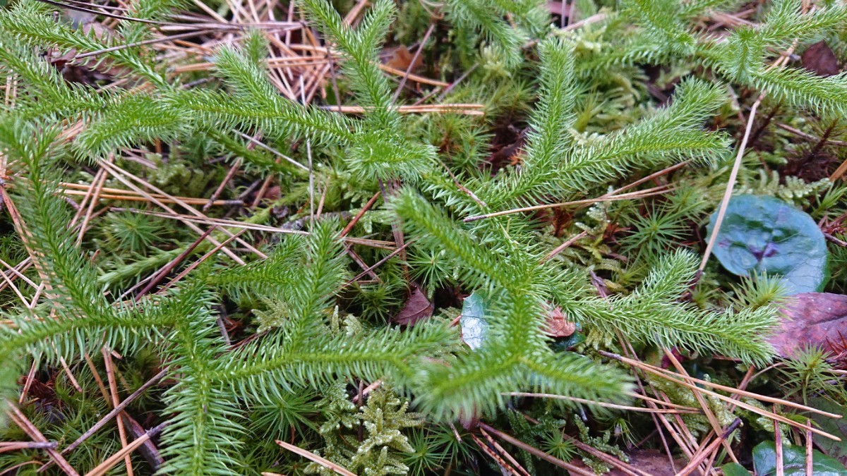 苔 テラリウム コケ 苔玉_画像1