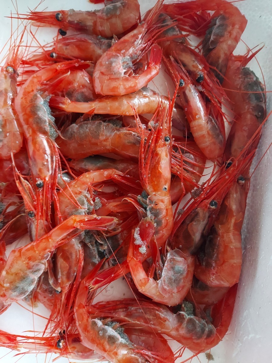 . keep ama shrimp 15cm 30 pcs set 2050 jpy prompt decision 