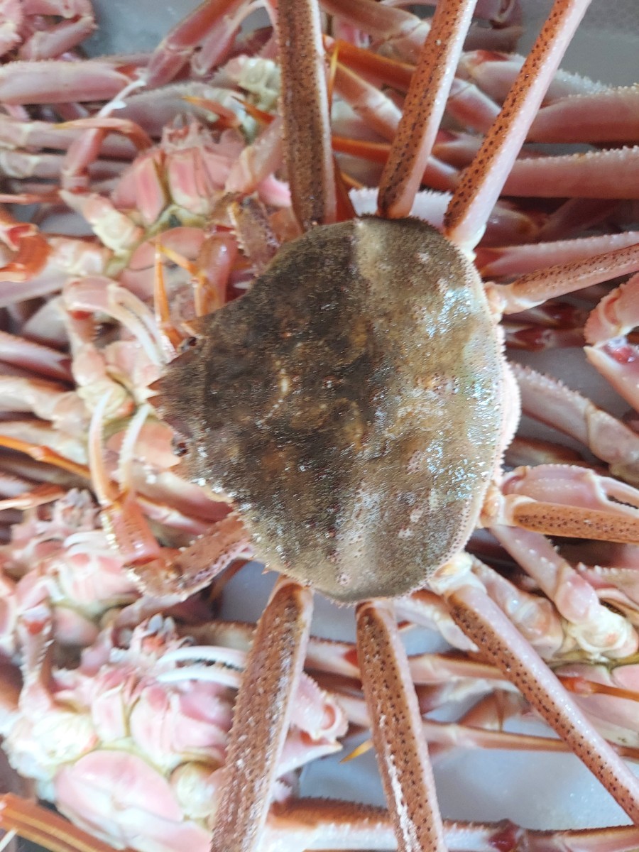  raw matsuba crab 33cm 12~14 pcs 3.0k box 6980 jpy prompt decision 
