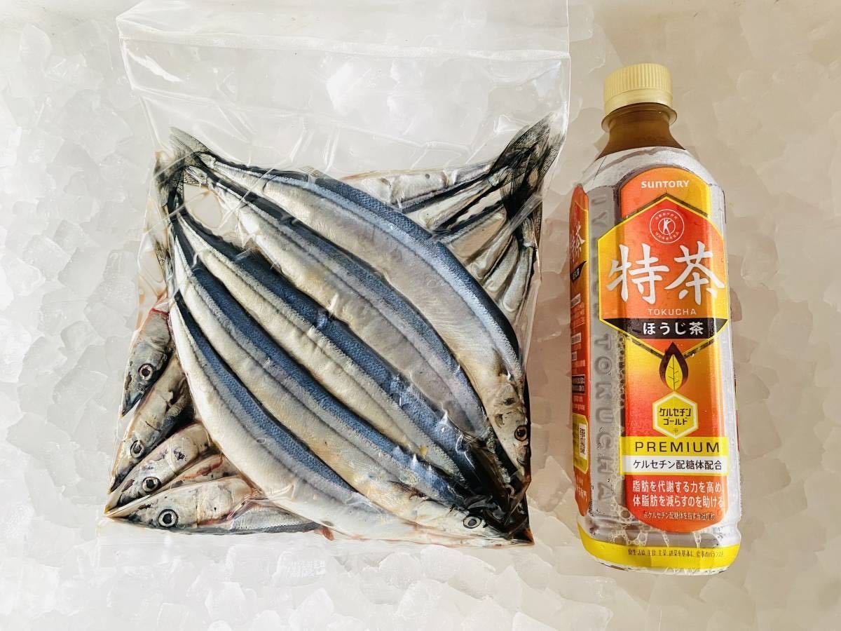 秋刀魚500g！送料一律！愛媛県豊後水道産漁師直送！冷凍発送 さんま サンマ_画像1