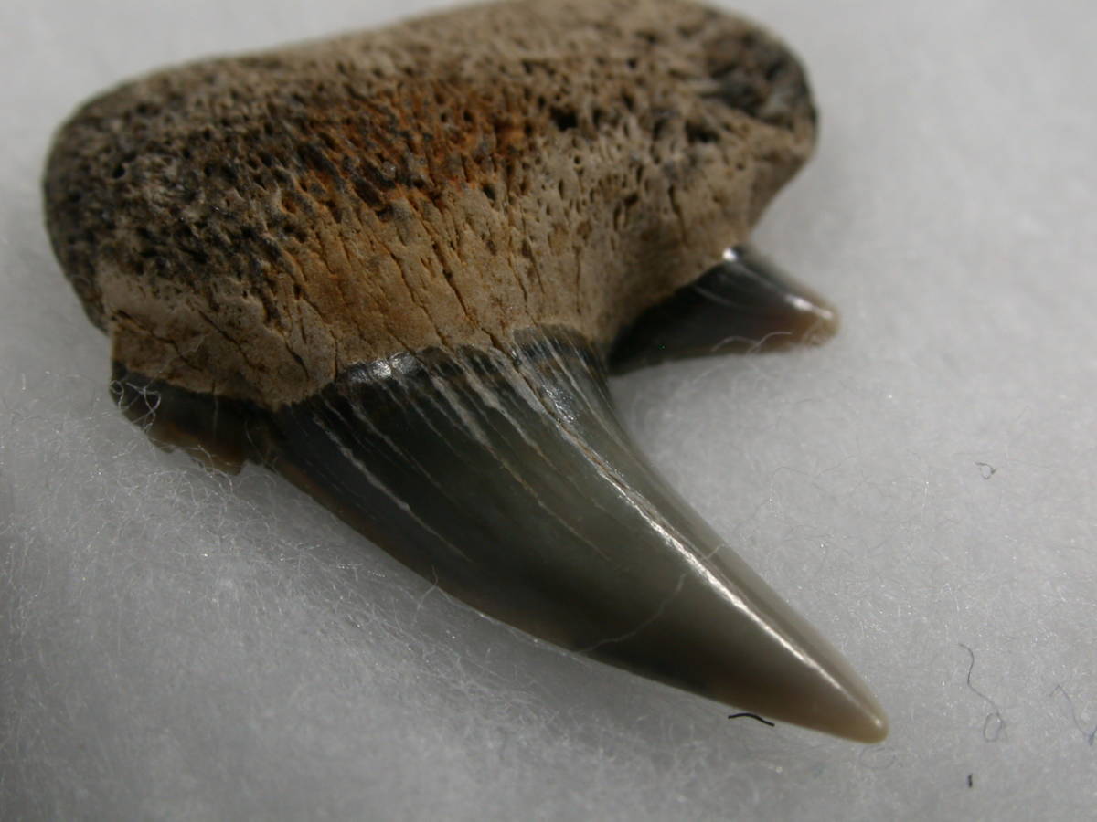 サメの歯　Notorynchus　エビスザメ類　ベルギー産_画像8