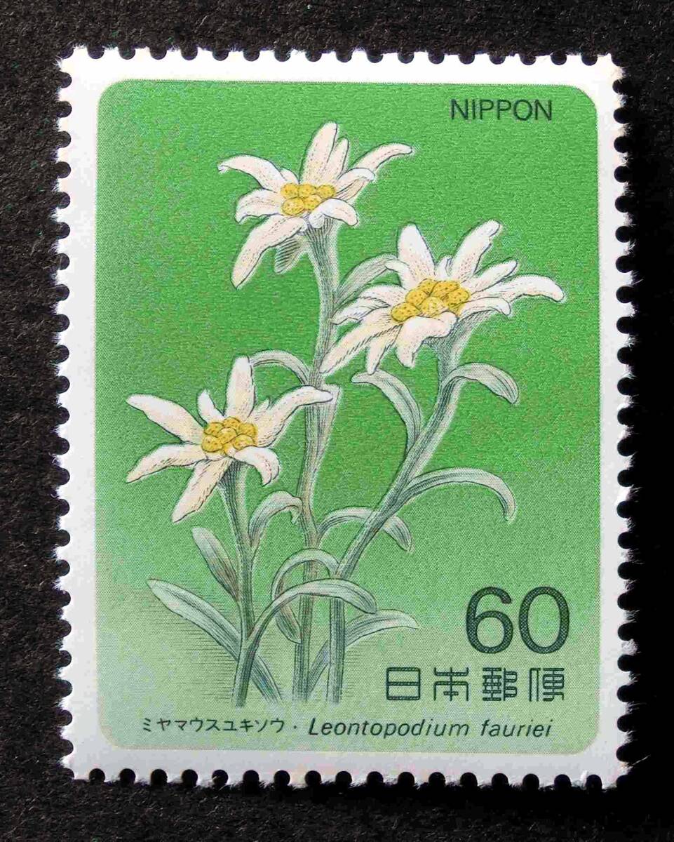 K0991　高山植物　第1集　ミヤマウスユキソウ　1984.8　60円　未使用　_画像1