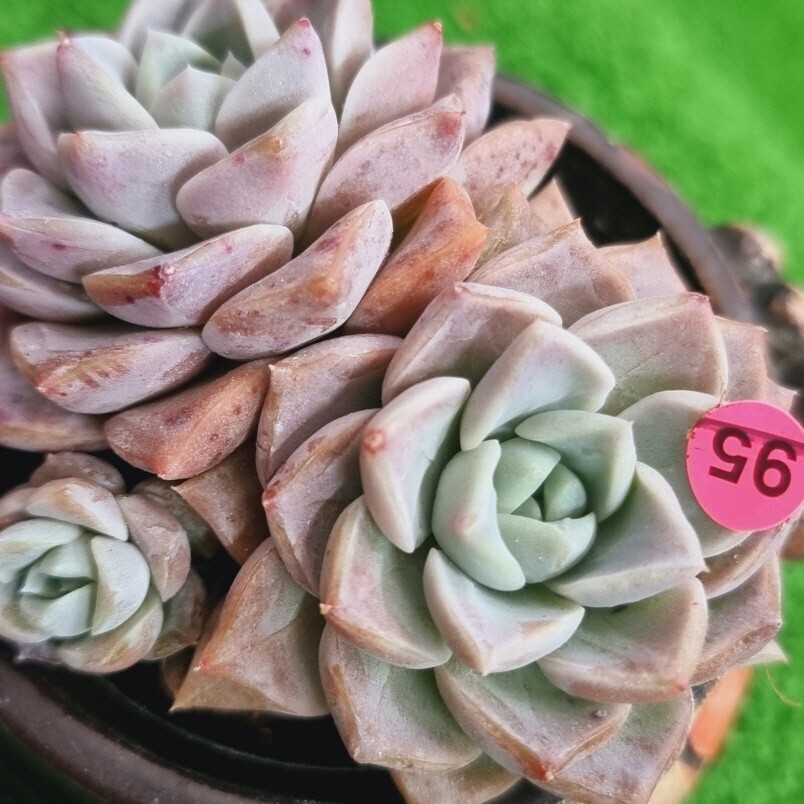 0301-P395 Pinkspot エケベリア 多肉植物 韓国苗_画像2