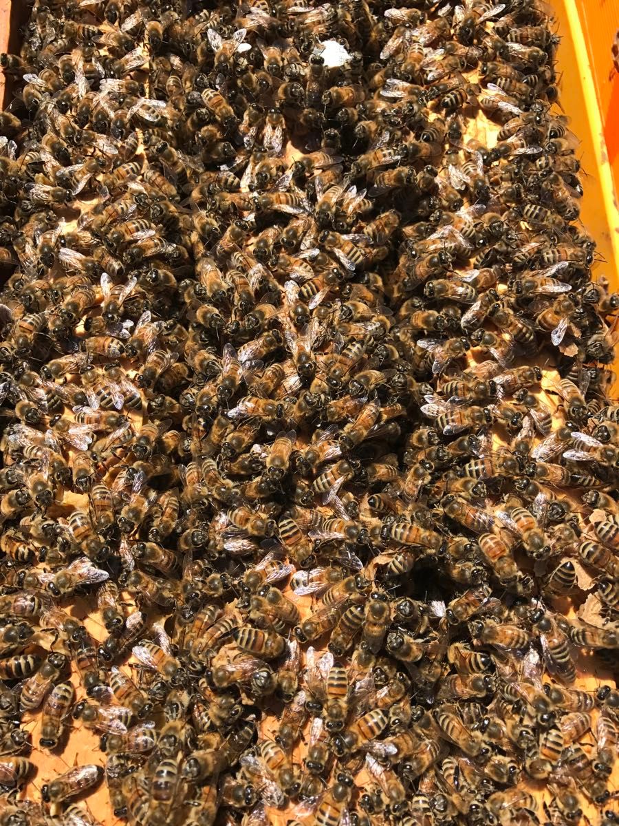 令和5年　国産蜂蜜　あかしあ500gトンガリ容器　非加熱ハチミツ　純粋はちみつ　生蜂蜜