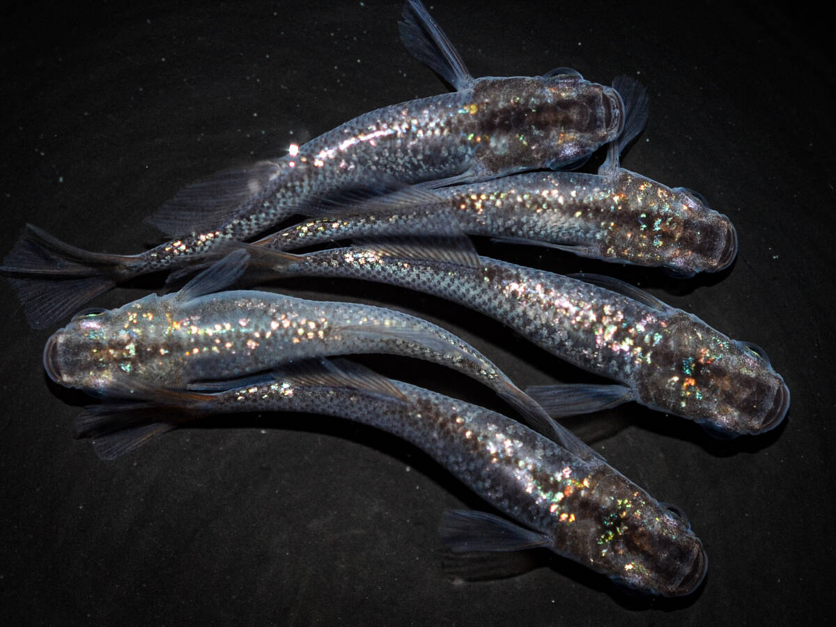 スターラッシュ琥珀　若魚（2023年産まれ） オス3 メス2(現物出品) ikahoff M-0228-34843-a_画像2