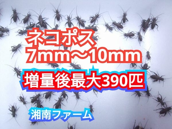 7～10㎜300匹フタホシコオロギ 死着保障2割増量 リピーター様1割増量 (最大で390匹+α) ★イエコオロギに比べ栄養価が高く遅鈍で低跳躍_画像1