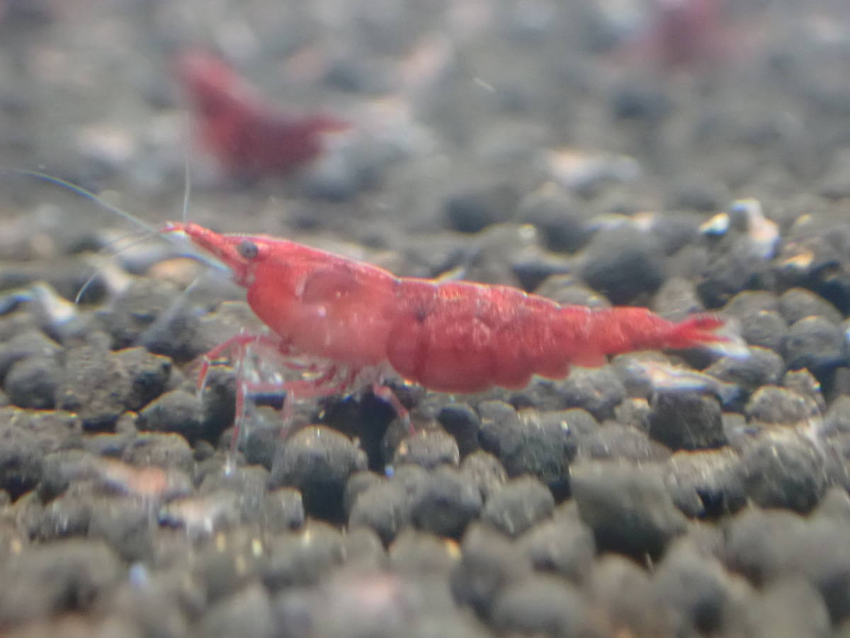  paint red fire - shrimp 10 pcs # bee shrimp # Cherry shrimp 2 point successful bid each 1 pcs compensation addition 