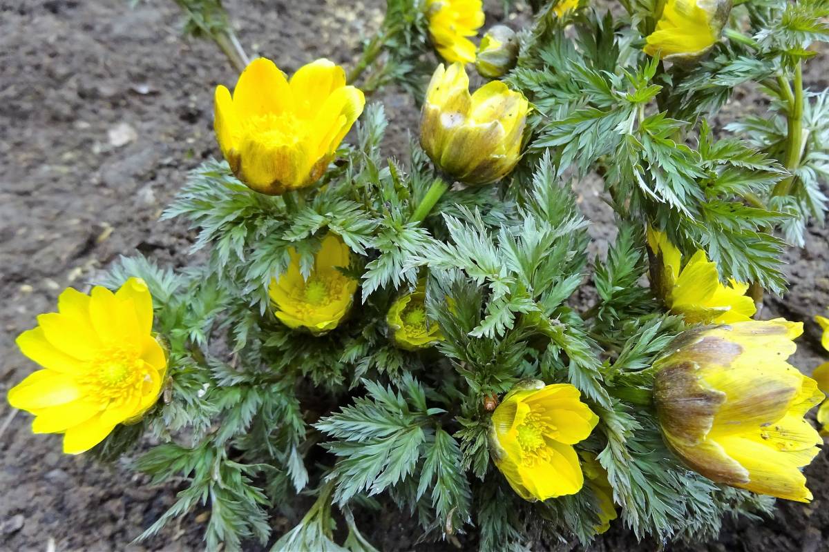 ■フクジュソウ■幻の山野草原種,日本古来の固有種,優美で貴賓高く黄金色の花で,春の女神,春一番に咲く北国に多く雪解けと共に芽を出し開花_優美で貴賓高く,黄金色の花で春の女神,蕾大