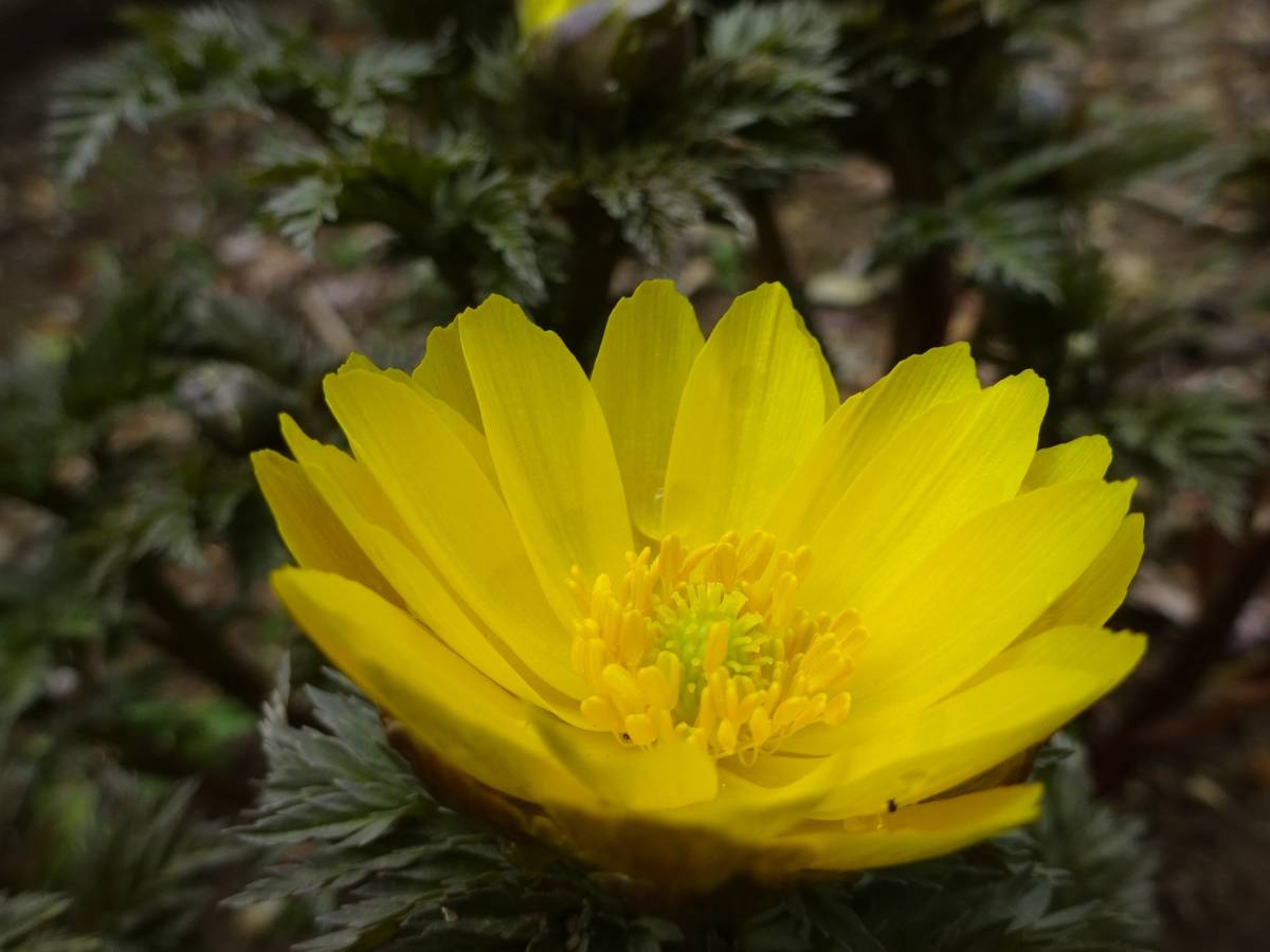 ■フクジュソウ■幻の山野草原種,日本古来の固有種,優美で貴賓高く黄金色の花で,春の女神,春一番に咲く北国に多く雪解けと共に芽を出し開花_盃上の花弁は中央に太陽光を集め,虫を誘う