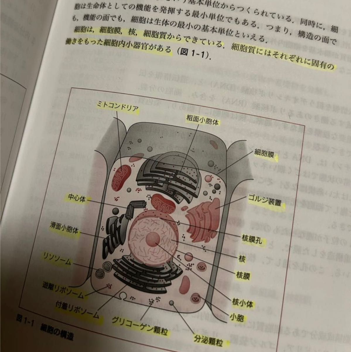 生理学　臨床検査学講座