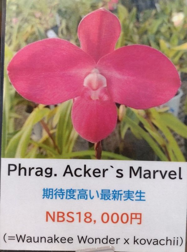 【北軽ガーデン】＊熱帯植物＊Phrag.Acker`s Marvel＊フラグミ最新交配種＊コバチー交配＊美しいコーラルピンクの大輪花＊_画像1