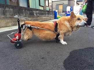 ヤマペットのコーギー・ダックス犬用車椅子：レンタル・車いす・車イス・新車