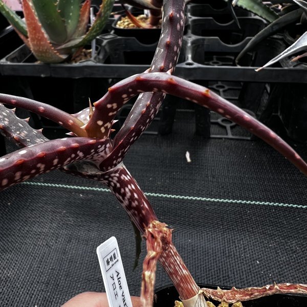 ● Aloe varimaculata ●アロエ バリマクラータ　抜き苗発送　多肉植物　サボテン_画像3