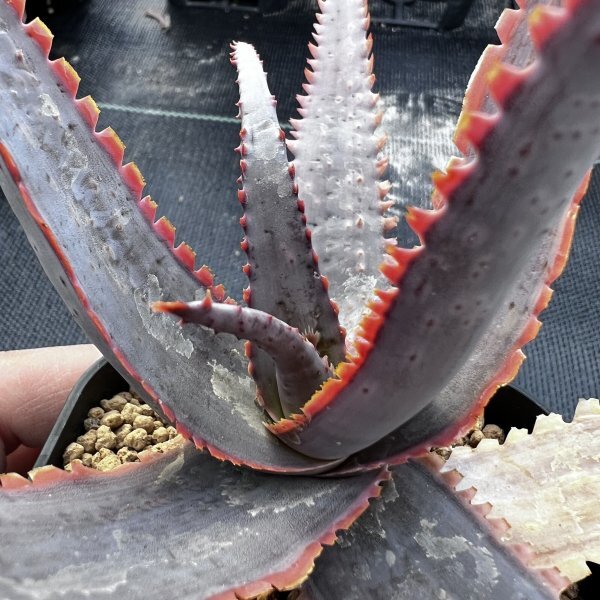 ●Aloe ‘Red dragon’ Kelly Griffin hyb.● アロエ’レッドドラゴン’ケリーグリフィン ハイブリッド 抜き苗発送　多肉植物　サボテン_画像1