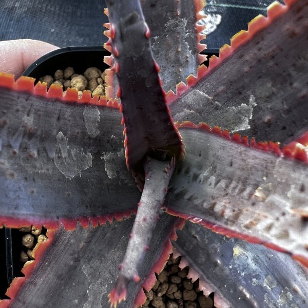 ●Aloe ‘Red dragon’ Kelly Griffin hyb.● アロエ’レッドドラゴン’ケリーグリフィン ハイブリッド 抜き苗発送　多肉植物　サボテン_画像2