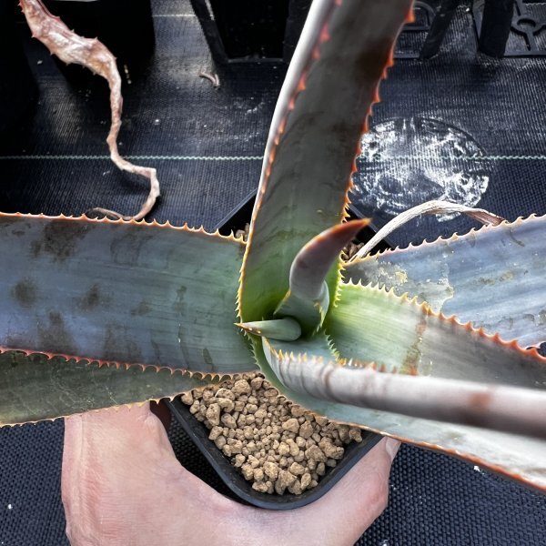 ● Aloe teissieri 実生 ●アロエ ティッシェリ 実生　抜き苗発送　マダガスカル　多肉植物　サボテン_画像3