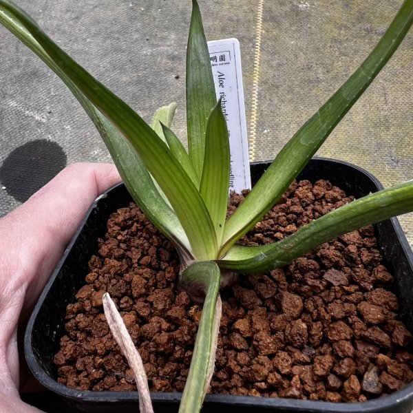 ● Aloe richardsiae v.richardsiae 実生 ●アロエ リカルドシアエ　実生　抜き苗発送　多肉植物　サボテン_画像2