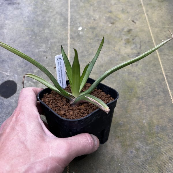 ● Aloe richardsiae v.richardsiae 実生 ●アロエ リカルドシアエ　実生　抜き苗発送　多肉植物　サボテン_画像4