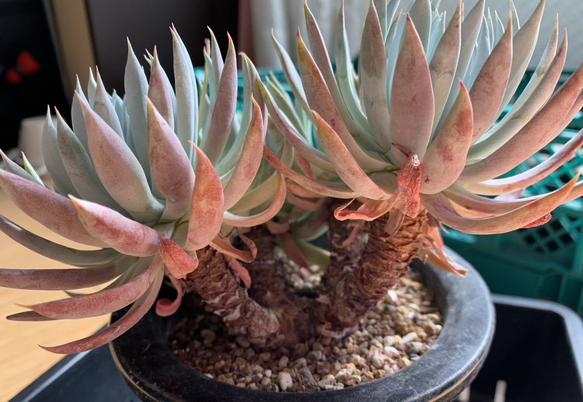 多肉植物 Dudleya nubigena ダドレア　ヌビゲナ　群生大株_画像4