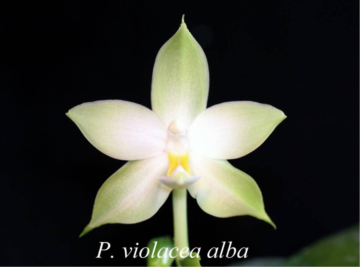 (^。 ^)(452)Phal. violacea var. alba_画像1