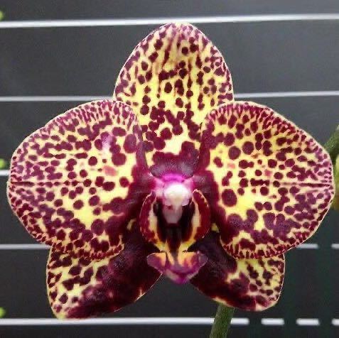 (^。 ^)(649) 新入荷,Phal. I-Hsin Yellow Leopard_開花例