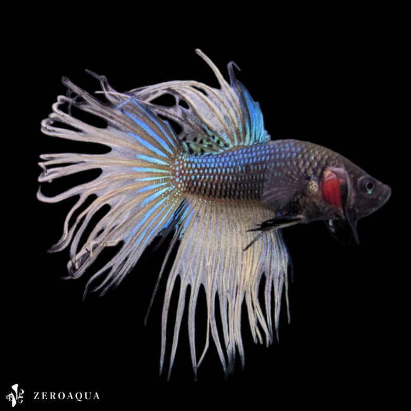 [ animation ] male betta (b8531) Thai production tropical fish Crown tail black yellow 