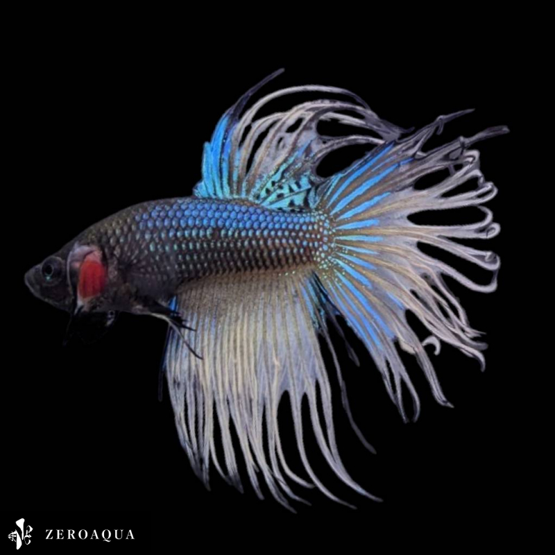 [ animation ] male betta (b8531) Thai production tropical fish Crown tail black yellow 