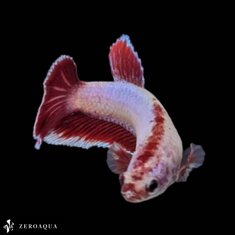 [ animation ] female betta (b8555) Thai production tropical fish pra cut white red 