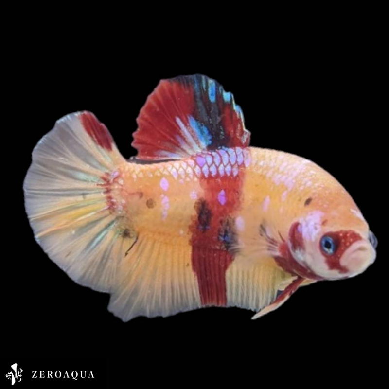 【動画】 オス ベタ (b8667) タイ産 熱帯魚 プラカット ブラック ホワイト オレンジ レッド ブルー_画像5