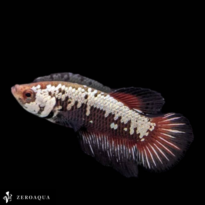 【動画】 オス ベタ (b8674) タイ産 熱帯魚 プラカット ブラック ホワイト レッド_画像4