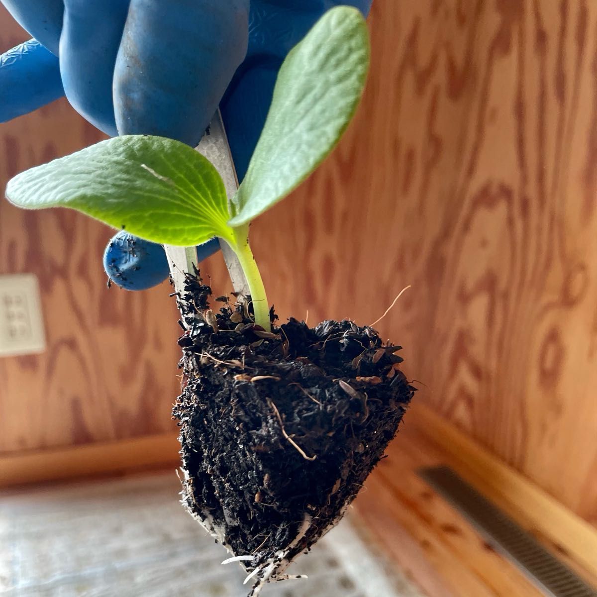 コリンキーの種子5粒と東京カボチャ（固定種）の種子13粒　無農薬無化学肥料栽培・有機の種子