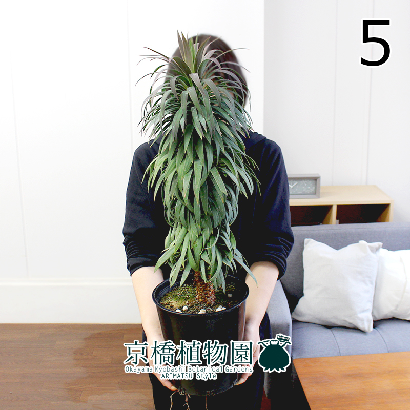 [ reality goods ] yucca *tesmetia-na7 number black pot (5)Yucca desmetiana