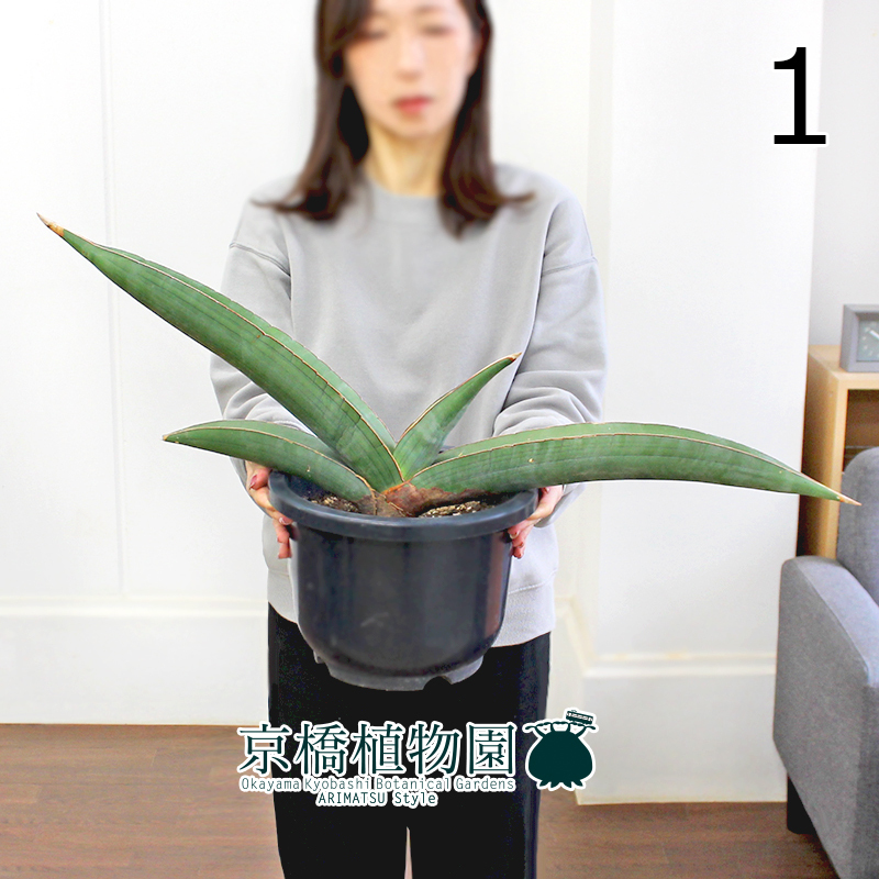 現品】サンスベリア・バナナ 8号 黒鉢(1)Sansevieria Banana 現品】サンスベリア・バナナ 8号 黒鉢(1)Sansevieria Banana