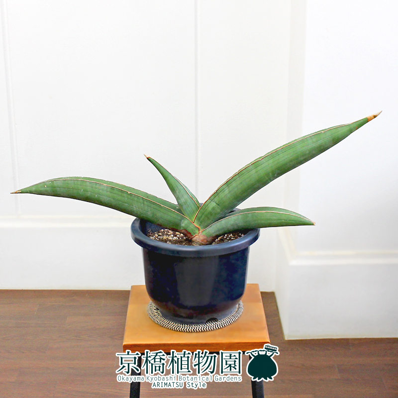 現品】サンスベリア・バナナ 8号 黒鉢(1)Sansevieria Banana 現品】サンスベリア・バナナ 8号 黒鉢(1)Sansevieria Banana