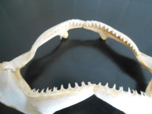 日本水産店頭用　サメの顎　送料ゆうパック全国無料です！　サメの歯　骨　剥製　標本　アンティーク　ビンテージ　海水魚_画像6