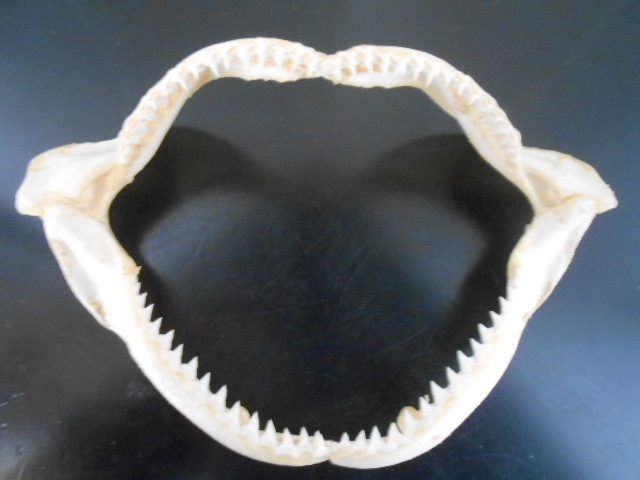 日本水産店頭用　サメの顎　送料ゆうパック全国無料です！　サメの歯　骨　剥製　標本　アンティーク　ビンテージ　海水魚_画像1