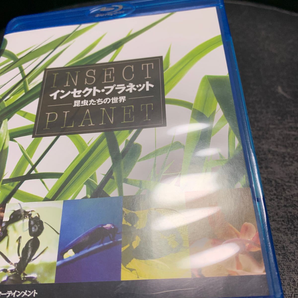 インセクト・プラネット 昆虫たちの世界(Blu-ray Disc)ブルーレイ_画像4