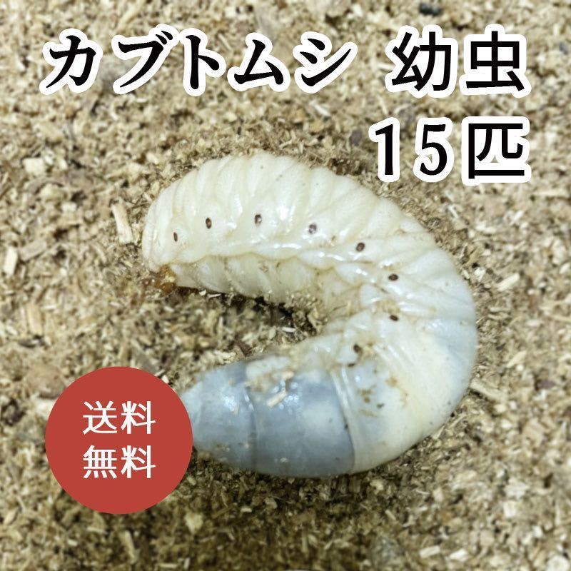 カブトムシ 幼虫 国産 3令 15匹 送料無料 002_画像1