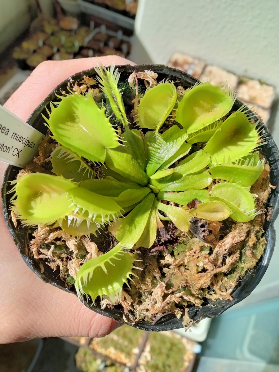 食虫植物 Dionaea muscipula Triton CK ハエトリソウ No.1_画像1