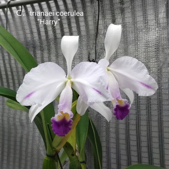 09.☆洋蘭カトレア(Cattleya)属☆ C. trianae fma. pincelada coerulea ‘Harry’(OG) 株のみ 120 size